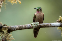 Speckled Hummingbird