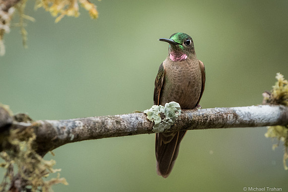 Speckled Hummingbird
