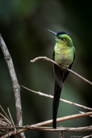 Long-tailed Sylph