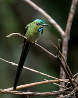 Long-tailed Sylph