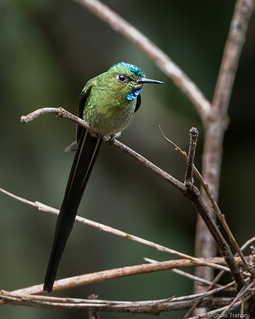 Long-tailed Sylph