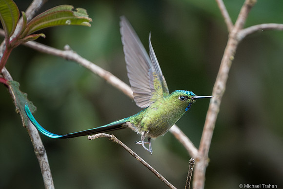 Long-tailed Sylph