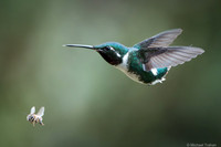 Whte-bellied Woodstar
