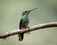 Many-spotted Hummingbird