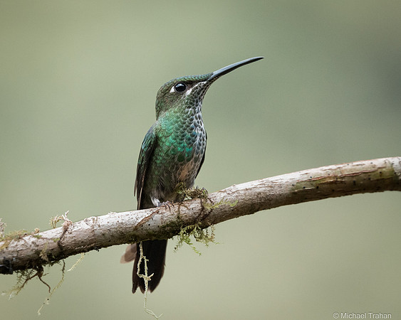 Many-spotted Hummingbird