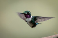 Whte-bellied Woodstar