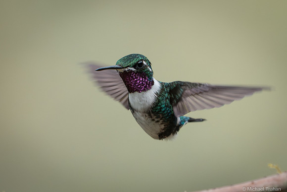 Whte-bellied Woodstar