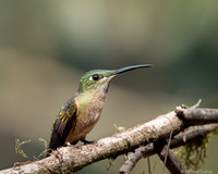 Violet-throated Starfrontlet