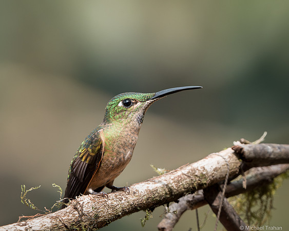 Violet-throated Starfrontlet