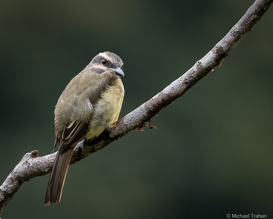 Social Flycatcher