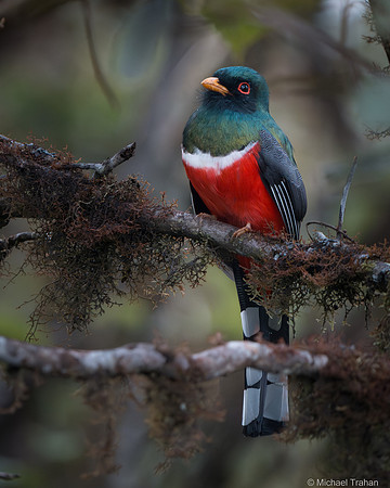 Masked Trogon