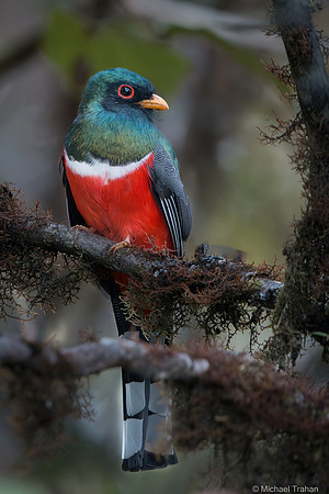Masked Trogon