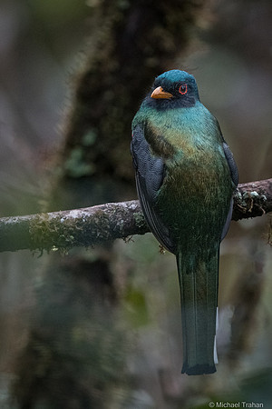 Masked Trogon