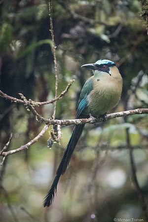 Andean Motmot