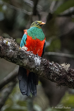 Golden-headed Quetzal