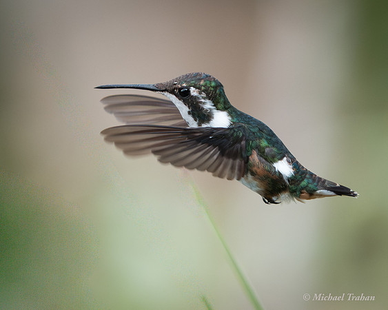 Whte-bellied Woodstar