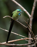 Long-tailed Sylph