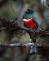 Masked Trogon