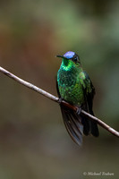 Violet-fronted Brilliant