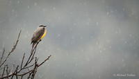 Social Flycatcher