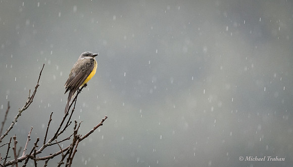 Social Flycatcher