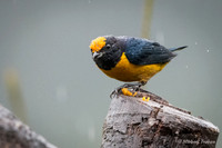 Thick-billed Euphoia