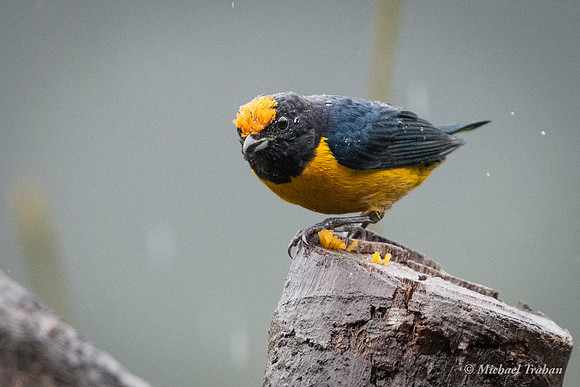 Thick-billed Euphoia