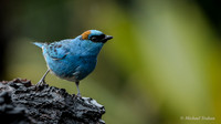 Blue-and-black Tanager