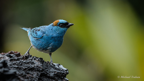 Blue-and-black Tanager