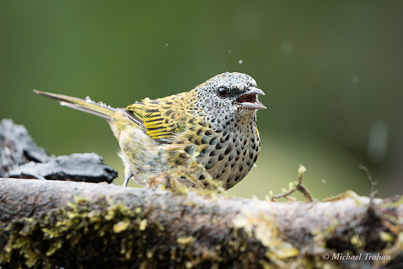 Spotted Tanager