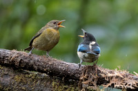Palm Tanager