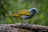 Blue-capped Tanager