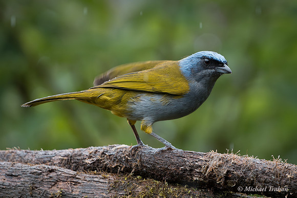 Blue-capped Tanager