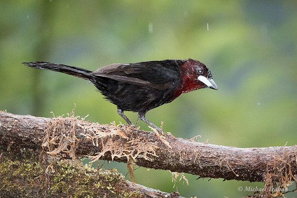 Silver-beaked Tanager