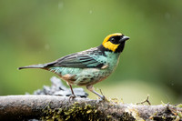 Saffron-crowned Tanager