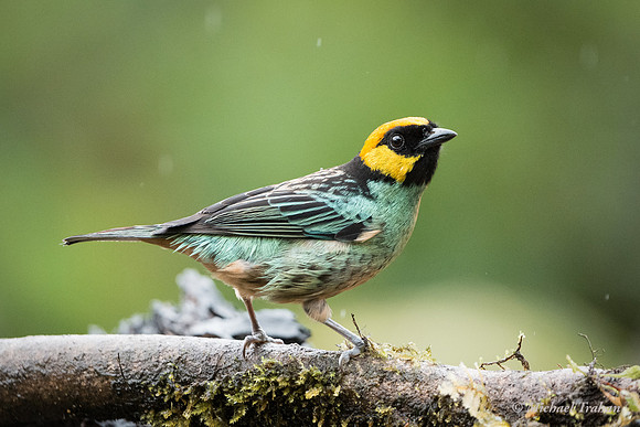 Saffron-crowned Tanager