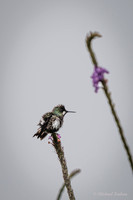 Wire-crested Thorntail