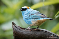 Blue-and-black Tanager