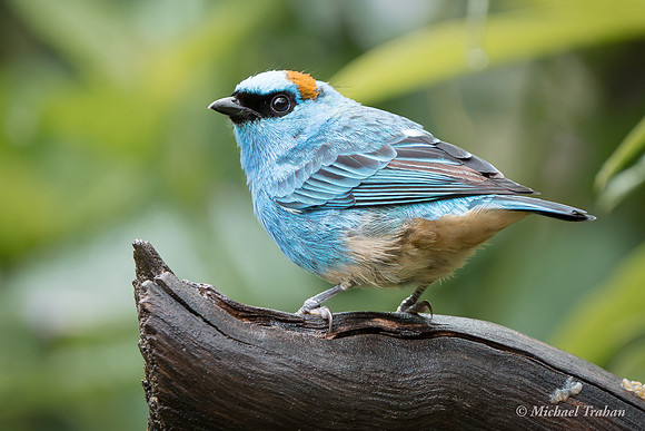 Blue-and-black Tanager