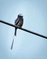 Long-tailed Tyrant