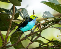 Paradise Tanager