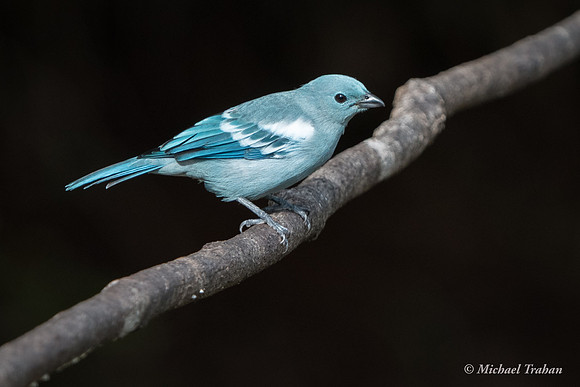 Blue-gray Tanager