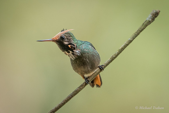 Rufous-crested Coquette