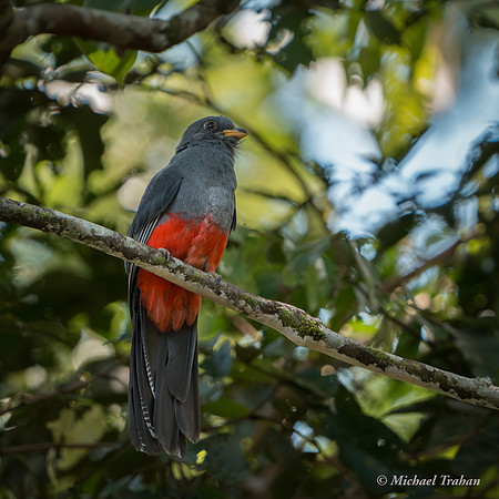 Slaty-tailed Trogon