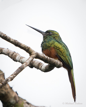 Rufous-tailed Jacamar