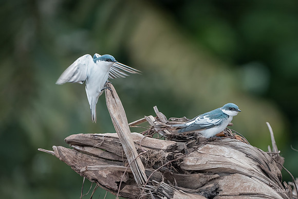 White-winged Swallow