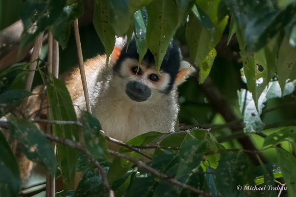 Squirrel Monkey