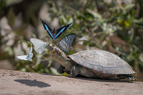 Red-headed Amazon River Turtle