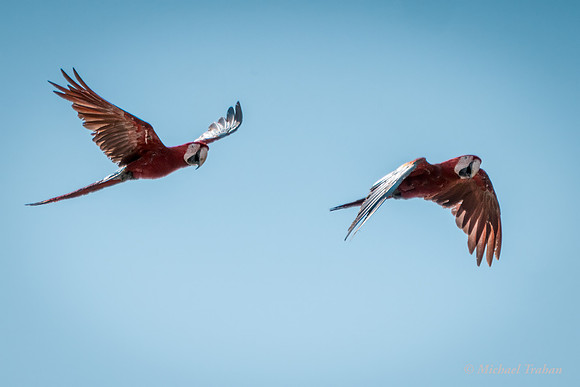Scarlet Macaw