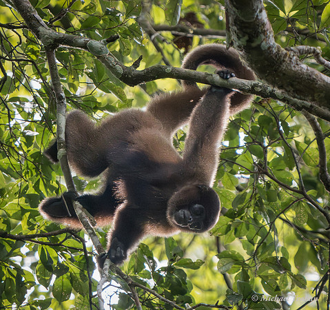 Woolley Monkey